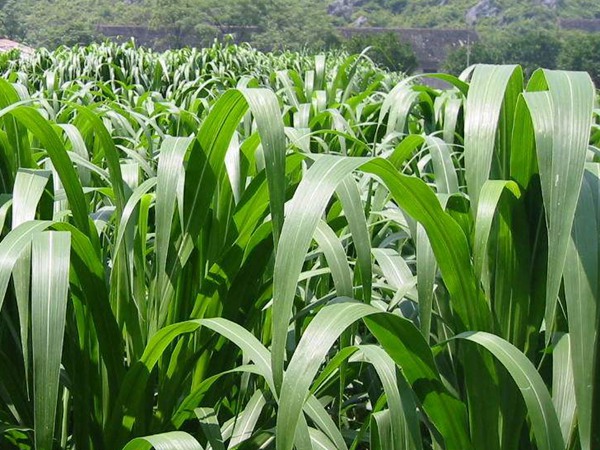 高丹草種子什么時(shí)候種，種植有什么技巧