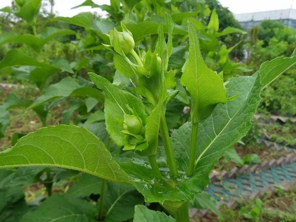 串葉松香草怎樣去毒，營養價值有哪些？