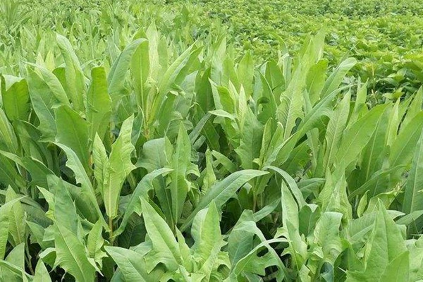 苦荬菜的營(yíng)養(yǎng)價(jià)值