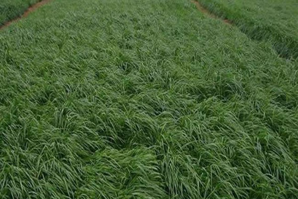 特高黑麥草種子多少錢一斤？如何購買優質種子