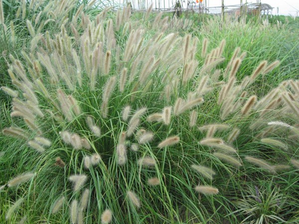 多年生雜交狼尾草種子多少錢(qián)一斤