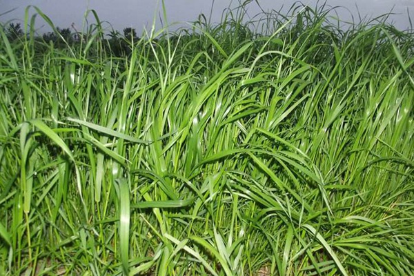 冬牧70黑麥草什么時(shí)間播種？播種方法有何技巧