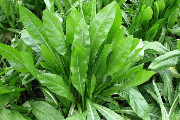 菊苣葉子能做飼草嗎？有什么營(yíng)養(yǎng)價(jià)值