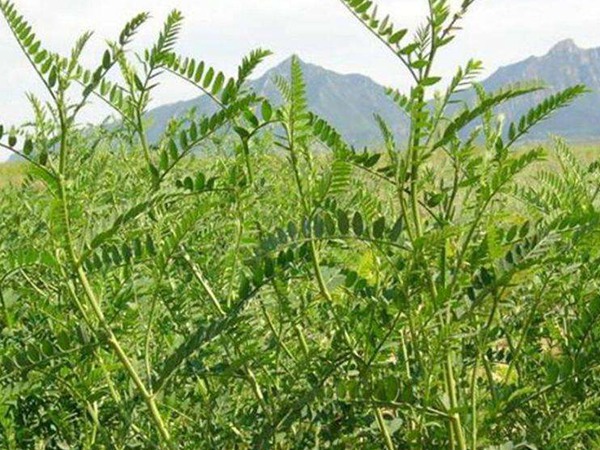 沙打旺種子價格，一畝地種多少