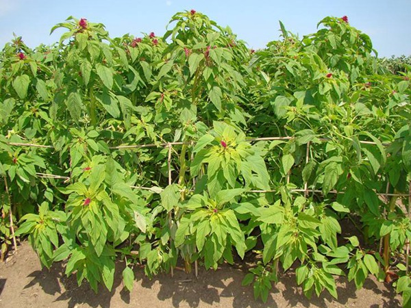 養(yǎng)豬用什么牧草種植比較好？