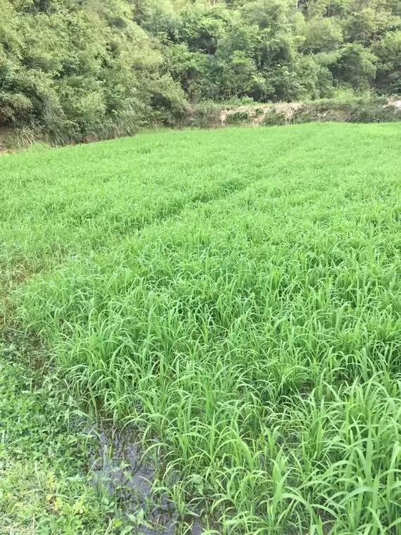 種植小米草的優(yōu)勢在哪里？養(yǎng)殖小龍蝦怎么樣？