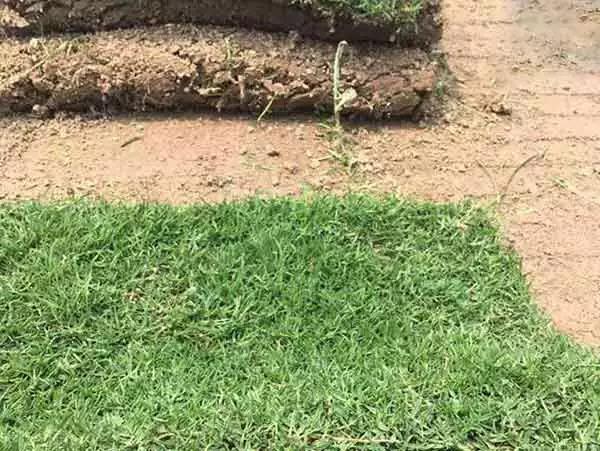 果嶺草草坪種子簡單又實(shí)用的種植管理方法