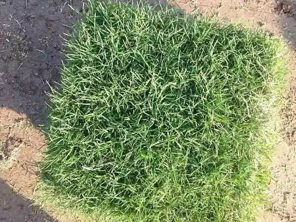 果嶺草草坪種子簡單又實(shí)用的種植管理方法