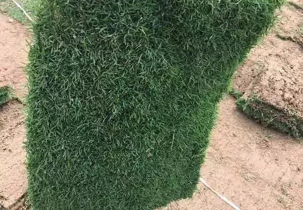 果嶺草草坪種子簡單又實(shí)用的種植管理方法