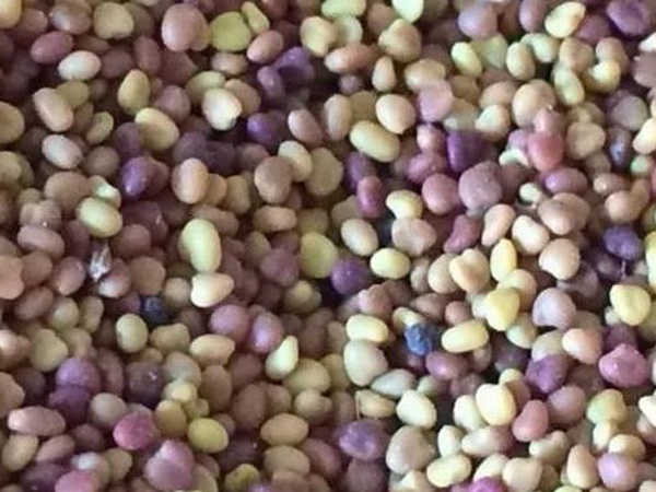 白三葉在北方最佳種植時(shí)間是什么時(shí)候？