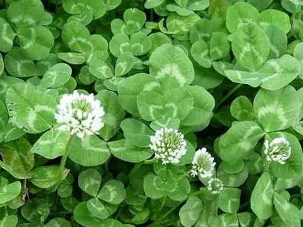 白三葉在北方最佳種植時(shí)間是什么時(shí)候？