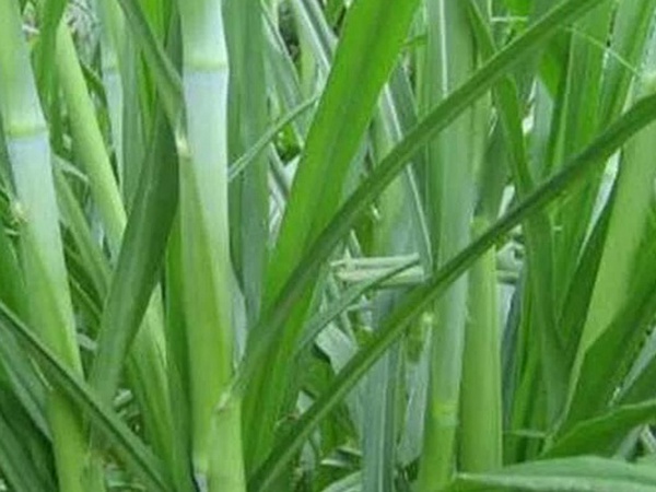 象草是一種高價值的飼料，種植栽培方法是什么