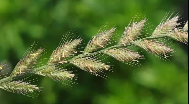 一年生黑麥草基本介紹，和多年生黑麥草有什么區別
