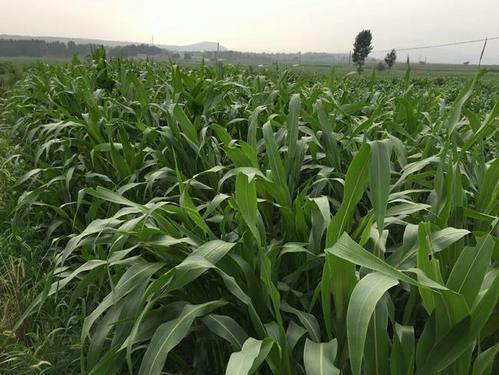 墨西哥玉米草有這些優(yōu)勢(shì)，你懂嗎
