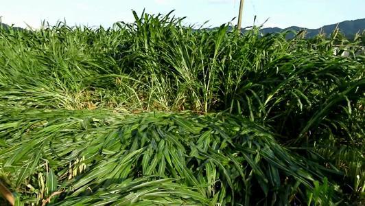 有一種草叫墨西哥玉米草，最適合農(nóng)村養(yǎng)殖戶種植