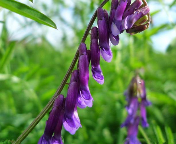 優質養蜂蜜源植物、牧草光葉紫花苕的種植技術