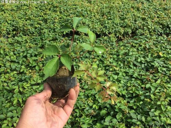 種植爬山虎優(yōu)勢(shì)？你可能不知道它還有這五個(gè)好處！