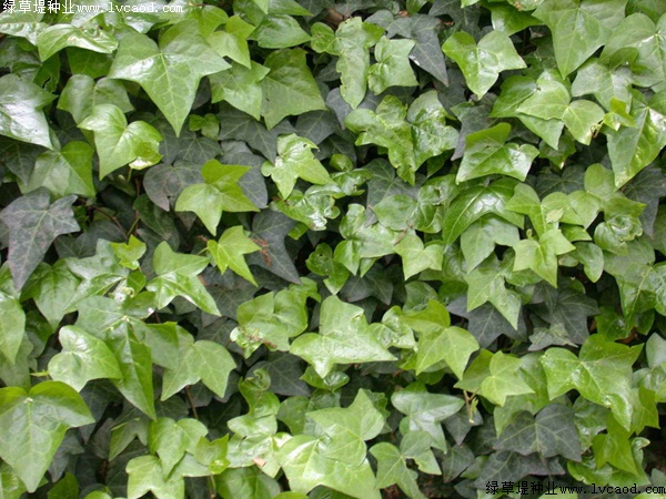 爬山虎種植爬山虎優(yōu)勢(shì)？你可能不知道它還有這五個(gè)好處！