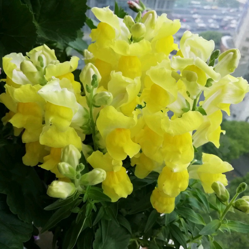 金魚(yú)草