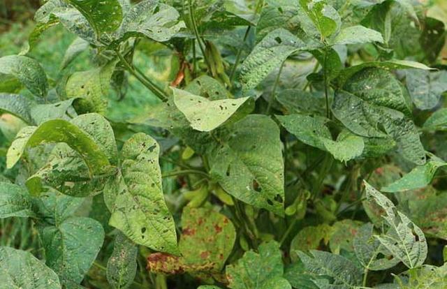 黑豆種植方法有哪些？什么時候播種比較合適？