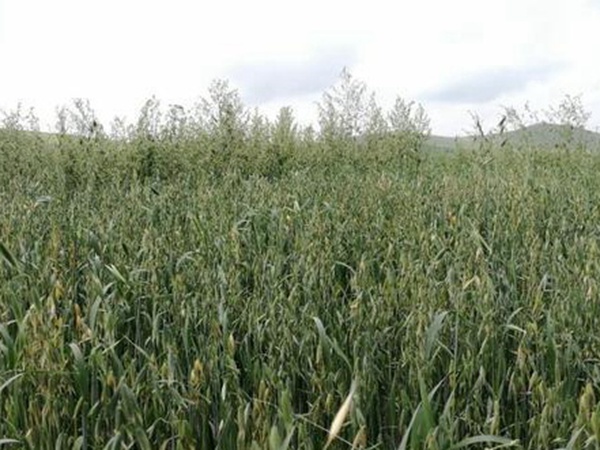 燕麥種植的生長環境是怎樣的？有什么需要注意的？