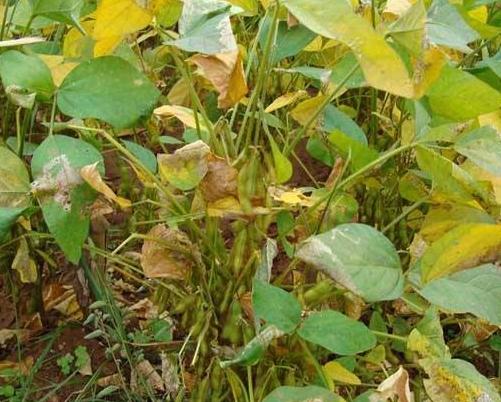 黑豆種植方法有哪些？什么時候播種比較合適？