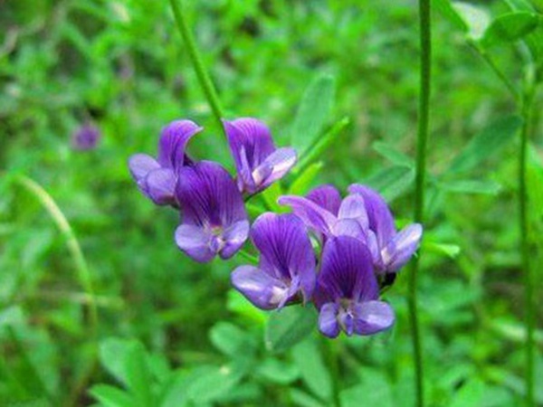 “牧草之王”紫花苜蓿怎么種植比較好，什么時候能種植比較合適？