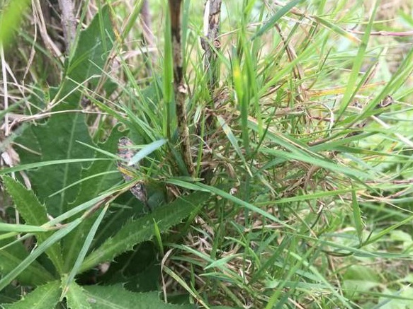 生命力頑強的草，它的名字盡然叫“狗牙根”
