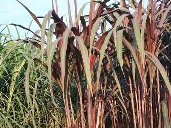 象草是一種高價值的飼料，種植栽培方法是什么