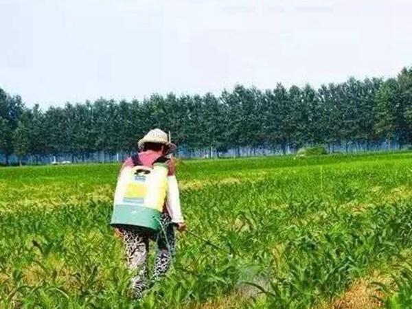 墨西哥玉米草出苗成活率是什么原因，怎么樣提高成活率？