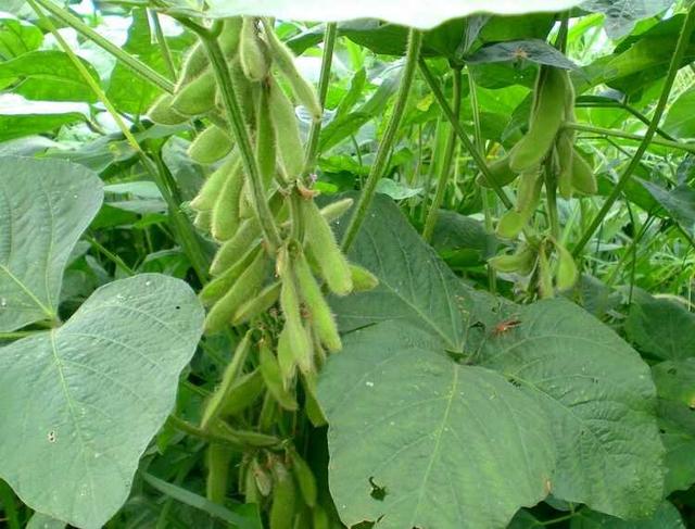 黑豆種植方法有哪些？什么時候播種比較合適？