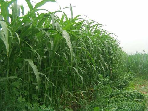 墨西哥玉米草有這些優(yōu)勢(shì)，你懂嗎