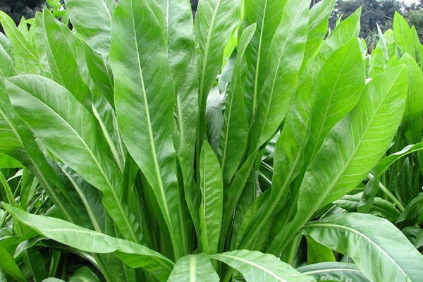 農(nóng)戶養(yǎng)鴨菊苣種子價(jià)格多少錢一斤，菊苣草播種時(shí)間