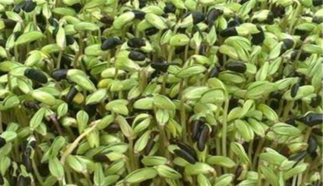 黑豆怎么樣種植？如何提高黑豆高產量？