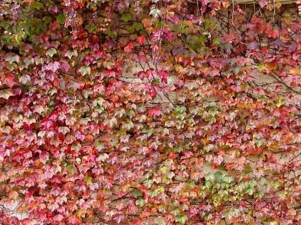 爬山虎種子怎么種？爬山虎種子多久發(fā)芽？
