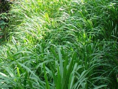 優質的牧草——蘇丹草，怎么種植可以高產