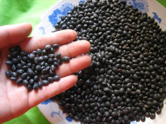 黑豆種植方法有哪些？什么時候播種比較合適？
