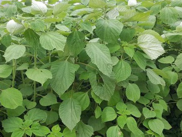 牧草養豬技術有什么需要注意的，牧草種植方法有哪些？