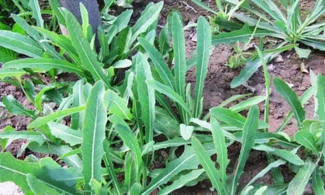 苦荬菜怎樣種植效果好？怎么種植可以高產量
