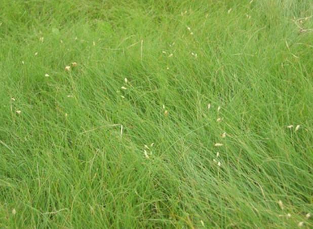 野牛草種植這幾個(gè)步驟一定要掌握好，種植就比較簡(jiǎn)單