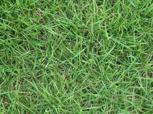 哪個(gè)公司有賣百慕大種子？種植后幾天可以發(fā)芽？