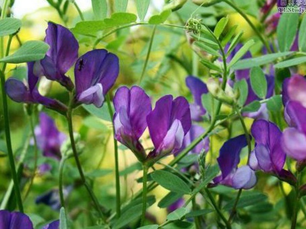 “牧草之王”紫花苜蓿怎么種植比較好，什么時候能種植比較合適？