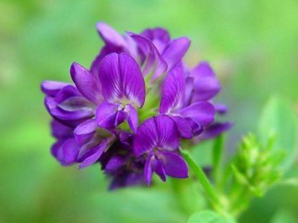 “牧草之王”紫花苜蓿怎么種植比較好，什么時候能種植比較合適？