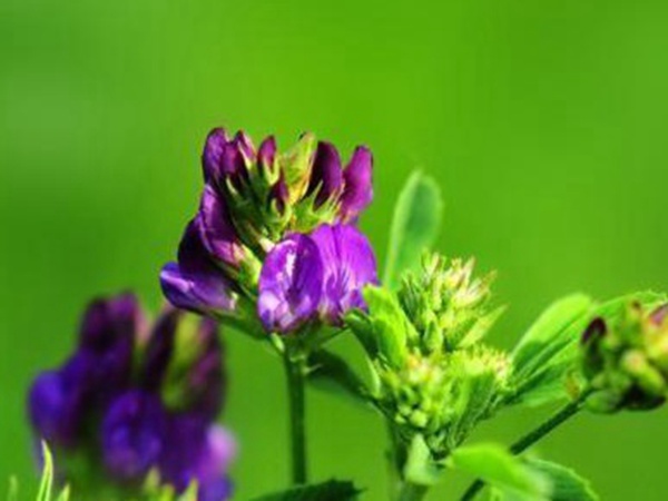 “牧草之王”紫花苜蓿怎么種植比較好，什么時候能種植比較合適？