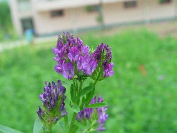 “牧草之王”紫花苜蓿怎么種植比較好，什么時候能種植比較合適？