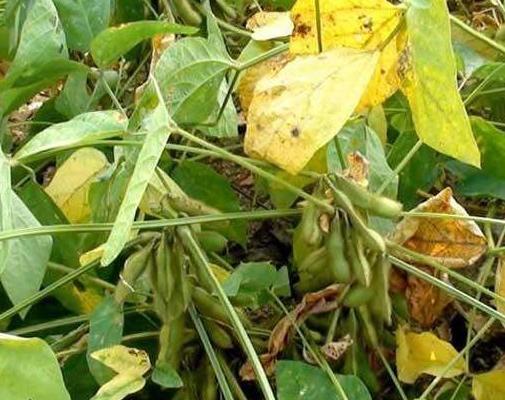 黑豆種植方法有哪些？什么時候播種比較合適？