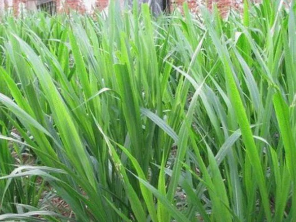 象草是一種高價值的飼料，種植栽培方法是什么