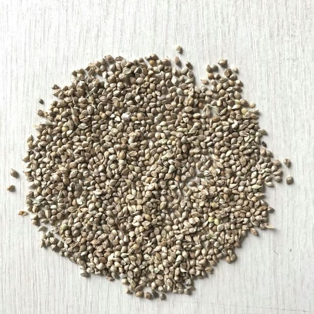 種植小米草的優(yōu)勢在哪里？養(yǎng)殖小龍蝦怎么樣？