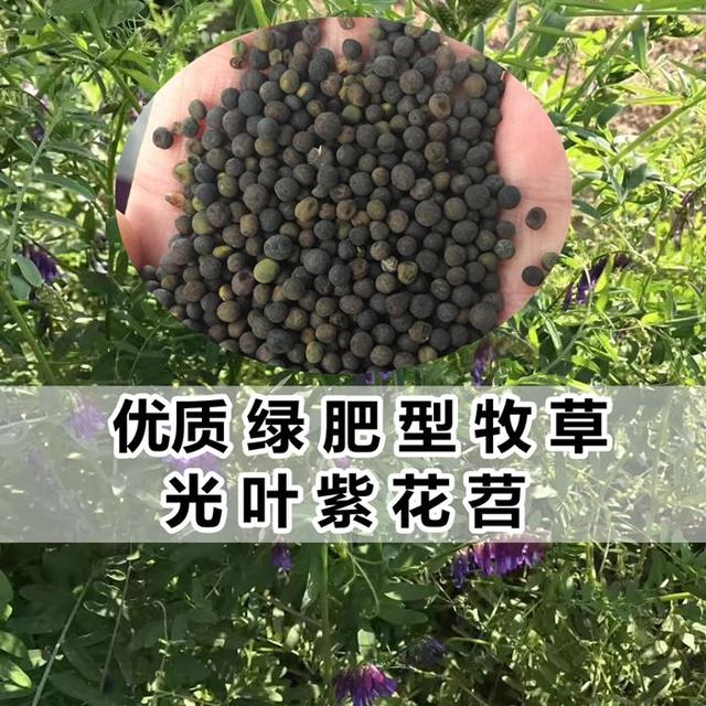 優質養蜂蜜源植物、牧草光葉紫花苕的種植技術