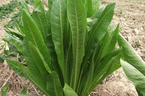 農(nóng)戶養(yǎng)鴨菊苣種子價(jià)格多少錢一斤，菊苣草播種時(shí)間